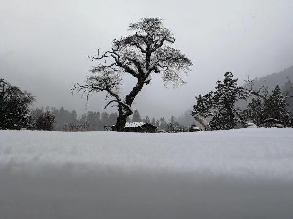 春雨直播app